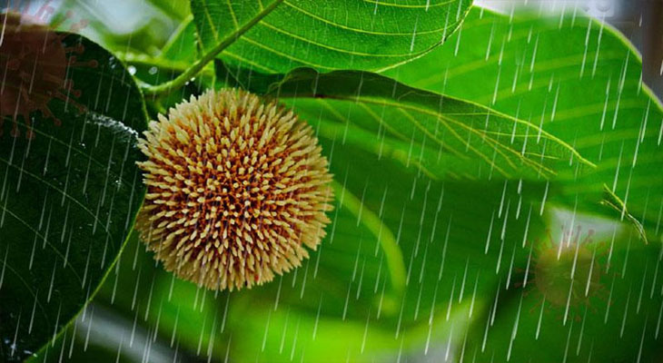 এলো আষাঢ়, এলো বাদল ঝরা দিন