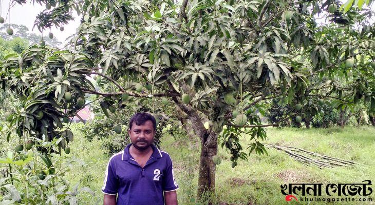 চিতলমারীর মহসিন শেখ ব্যবসা ছেড়ে আম চাষে সফল