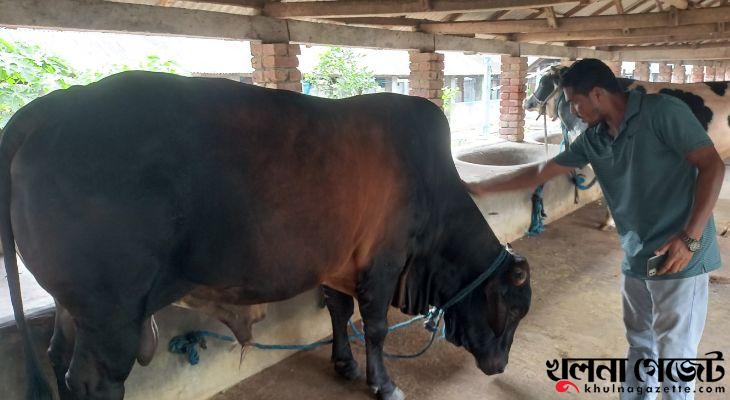খুলনার ডেইরী ফার্মে বেড়ে উঠেছে ১২’ শ কেজি ‘ব্ল্যাক টাইগার’