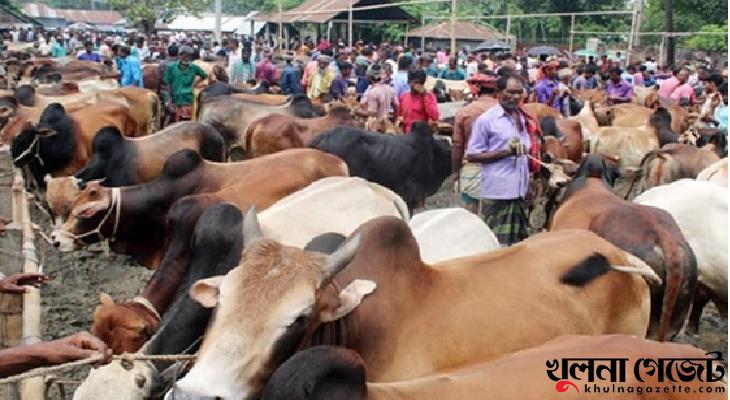জমে উঠতে শুরু করেছে পশুরহাট, ছোট গরুর দাম বেশি