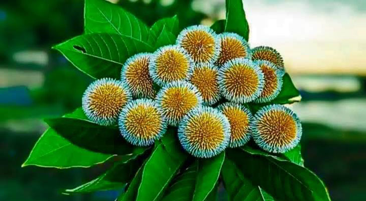 কদম ফুল