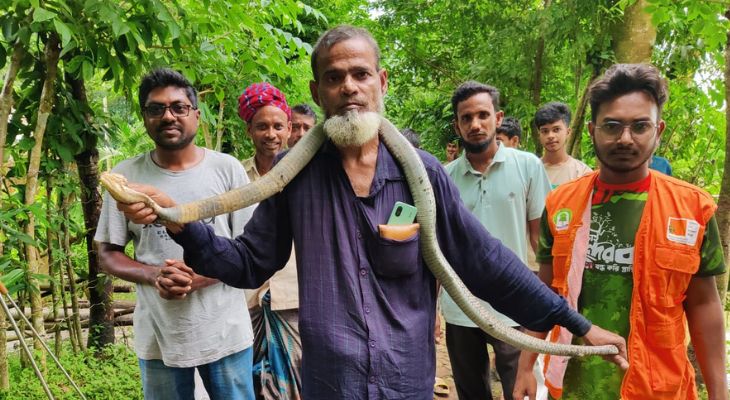 শরণখোলায় বসতবাড়ি থেকে বিষধর গোখরা সাপ উদ্ধার