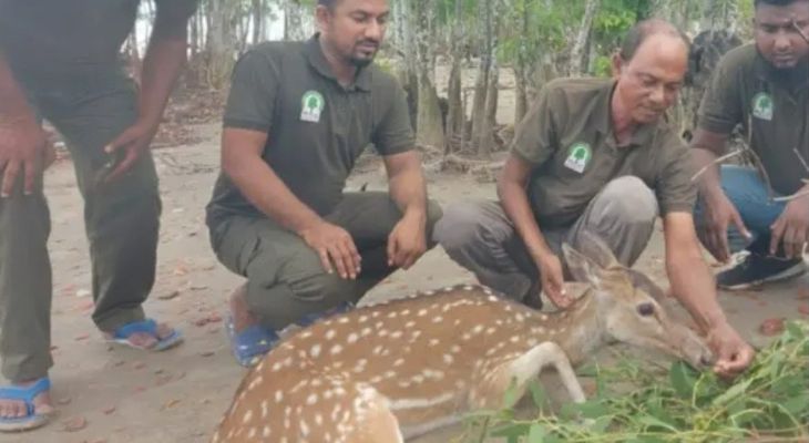 সুন্দরবনে অসুস্থ চিত্রা হরিণকে চিকিৎসা দিলেন বনরক্ষীরা