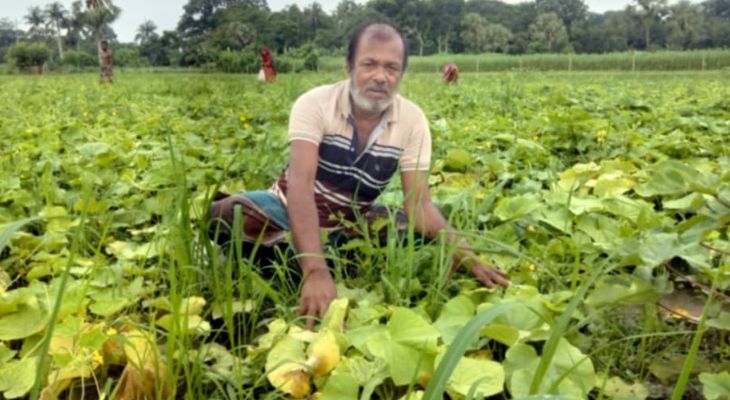 ন্যায্যমূল্য না পেয়ে হতাশ তালার খিরাই চাষিরা