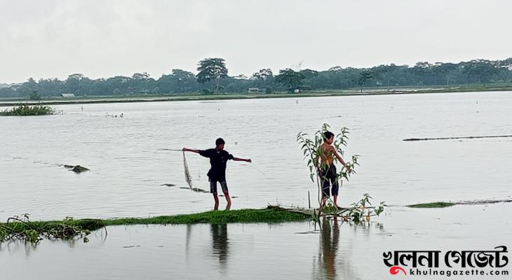মোরেলগঞ্জে শত শত বিঘা আমন বীজতলা পানির নিচে, ক্ষতির আশঙ্কায় চাষিরা