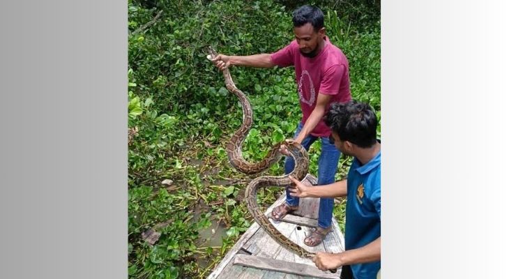বাগেরহাটের শরণখোলায় খড়ের গাদার নিচ থেকে অজগর উদ্ধার, সুন্দরবনে অবমুক্ত
