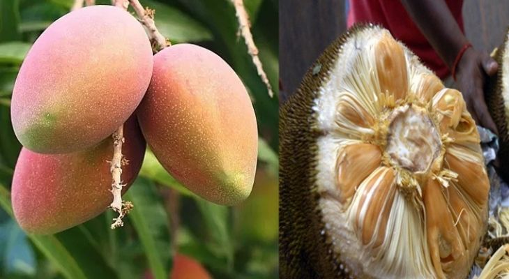 আম-কাঁঠাল একসঙ্গে খেলে কি সমস্যা হয়