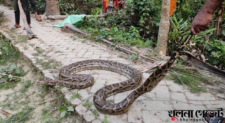 শরণখোলায় ১০ ফুট দীর্ঘ অজগর উদ্ধার, বনাঞ্চলে অবমুক্ত