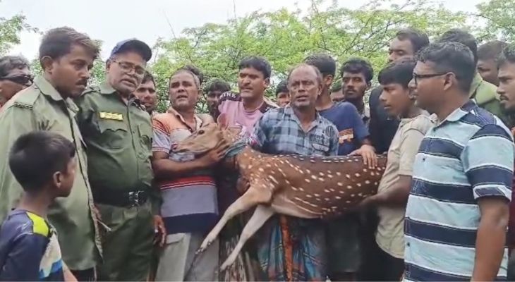 শিকারীদের ধাওয়া খেয়ে লোকালয়ে সুন্দরবনের হরিণ