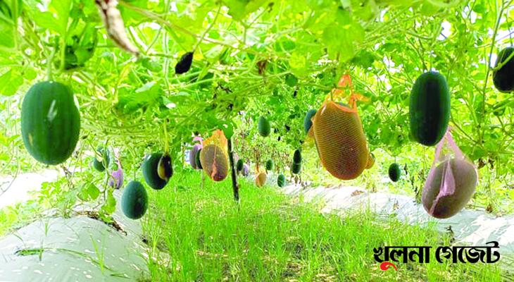 তালায় গ্রীষ্মকালীন তরমুজ চাষ অতিবৃষ্টিতে লোকসানের শঙ্কা