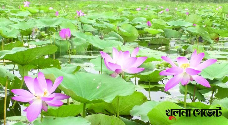 পদ্ম সৌন্দর্যের আভা ছড়াচ্ছে বিল জুড়ে