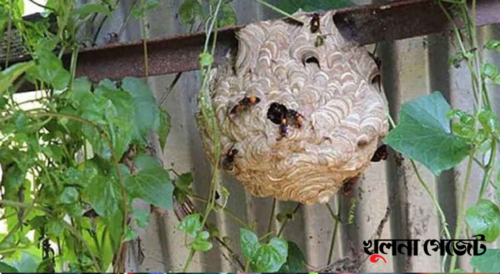 গোপালগঞ্জে ভীমরুলের কামড়ে বৃদ্ধ’র মৃত্যু