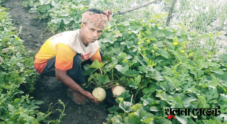 মধ্যপ্রাচ্যের ‘রক মেলন’ চাষ হচ্ছে খুলনায়
