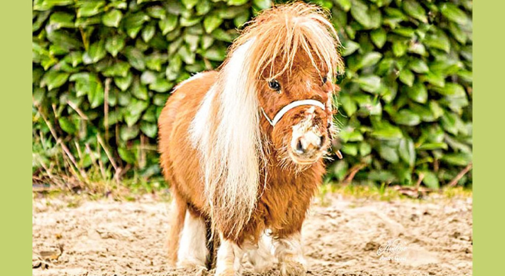 বিশ্বের সবচেয়ে ছোট ঘোড়া ‘পুমুকেল’