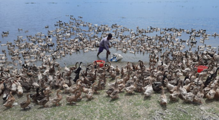 রূপ বদলাচ্ছে বার্ড ফ্লু, করোনার চেয়ে ভয়াবহ হওয়ার শঙ্কা