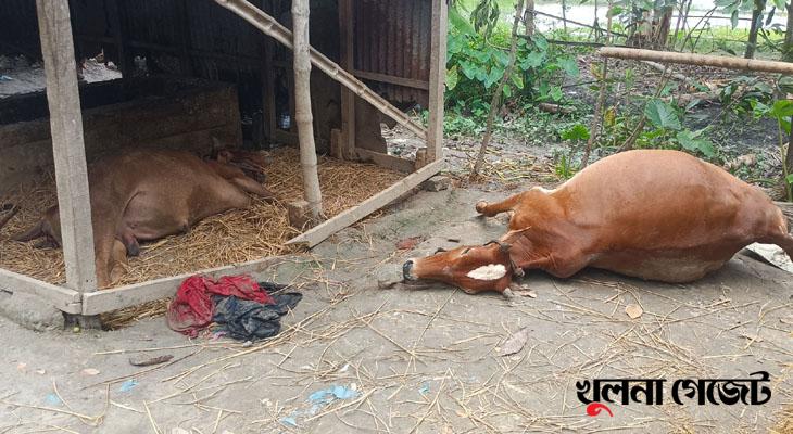 মানুষের শত্রুতায় প্রাণ গেল তিন নিরীহ প্রাণীর