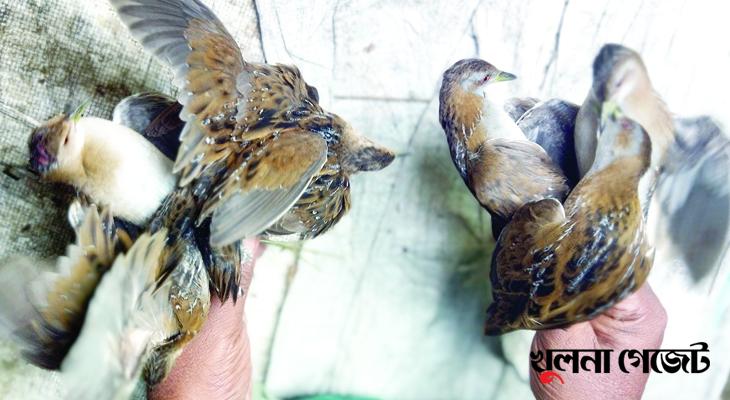 খুলনাসহ পার্শ্ববর্তী এলাকায় অতিথি পাখি শিকারে তৎপর শিকারিরা