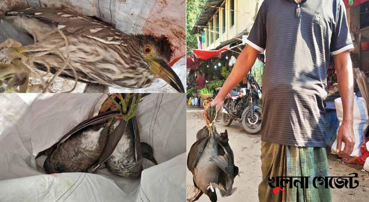 ফকিরহাটে প্রকাশ্যে বিক্রি হচ্ছে অতিথি পাখি, শিকার বেড়েছে শীতের শুরুতেই
