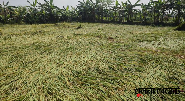 কালীগঞ্জে বৃষ্টি ও দমকা হাওয়ায় কৃষকের স্বপ্ন মাটিতেই লুটিয়ে