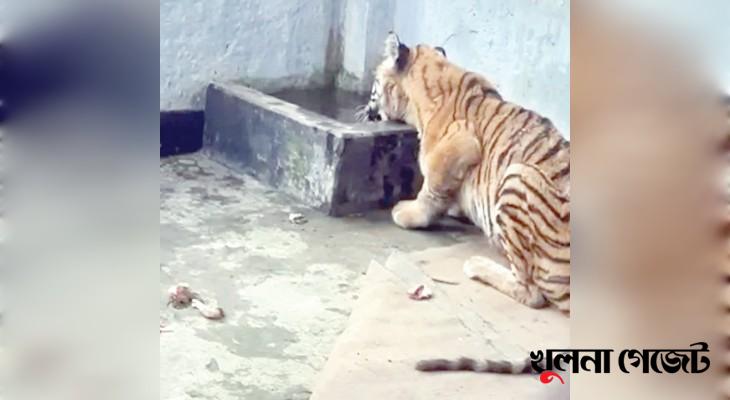 আহত বাঘটি খাঁচায় গর্জন করছে