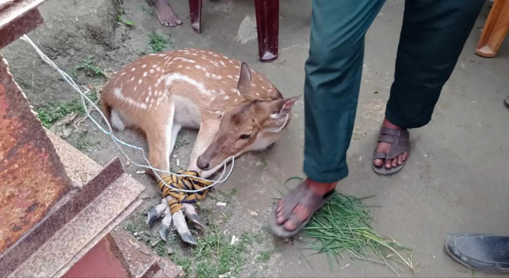 পথ হারিয়ে লোকালয়ে সুন্দরবনের হরিণ