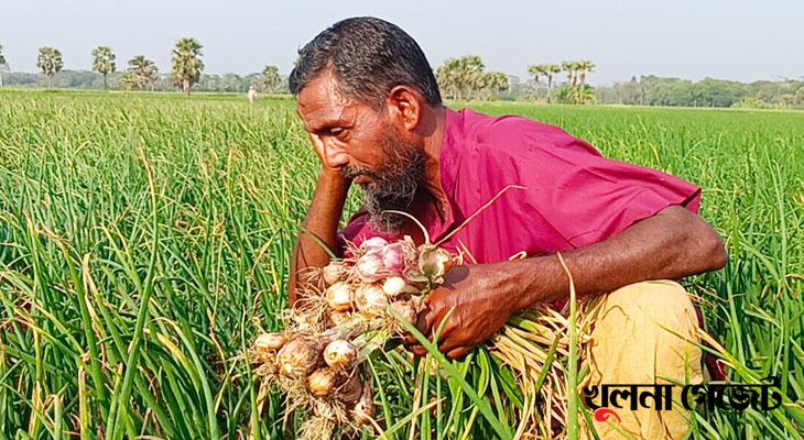 গোপালগঞ্জে বিষ প্রয়োগ করে অর্ধশত বিঘা’র পেঁয়াজ বিনষ্ট