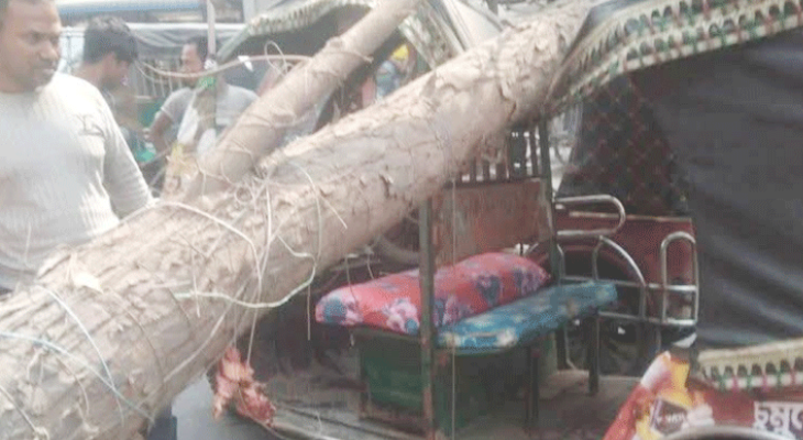 রাস্তায় ভেঙে পড়ল মেহগনি গাছ, অল্পের জন্য যাত্রীদের রক্ষা