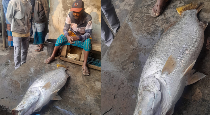 সাগরে ভেসে আসা সাড়ে ২২ কেজির কোরাল ১৯ হাজারে বিক্রি