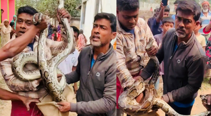 ঘরের সিলিং থেকে ১০ ফুট লম্বা অজগর উদ্ধার