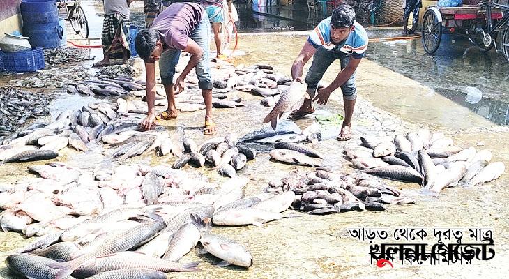 ফকিরহাটের বাজারে মাছের দাম দ্বিগুণ, ক্ষুব্ধ ক্রেতা সাধারণ ও ক্ষতিগ্রস্ত চাষীরা