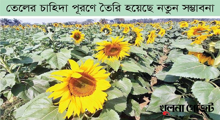 লবণাক্ত জমিতে সূর্যমুখীর আবাদ বেড়েছে দ্বিগুণ