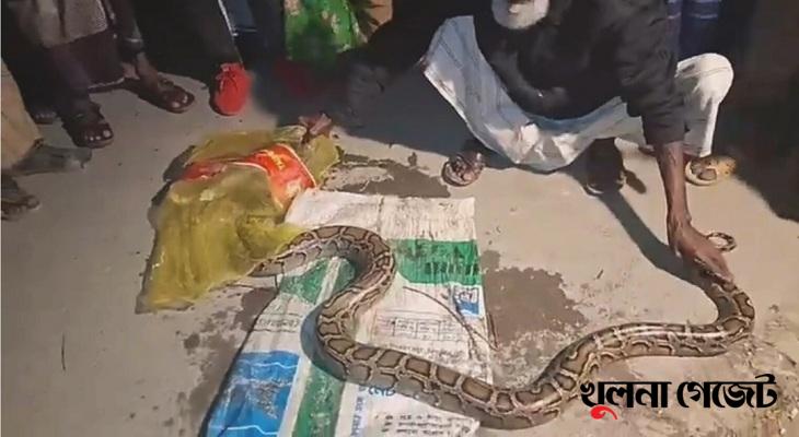 শরণখোলায় মাছের ঘের থেকে ১০ ফুট লম্বা অজগর সাপ উদ্ধার