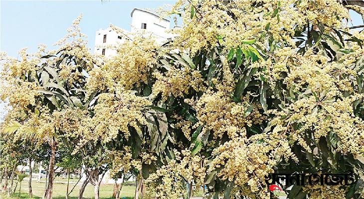 আমের মুকুলের মিষ্টি সুবাসের সাথে মৌমাছির গুনগুন ধ্বনি মাতাচ্ছে গোবিপ্রবি ক্যাম্পাস