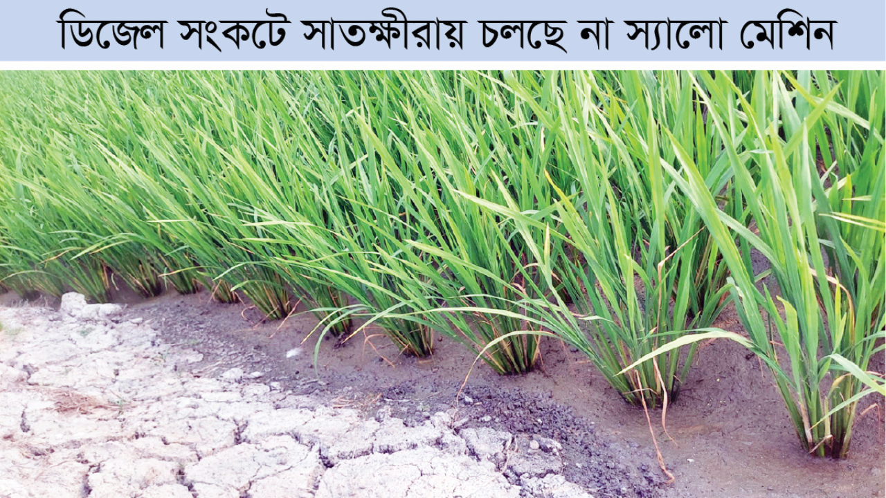 সেচের অভাবে বোরো খেত ফেটে চৌচির