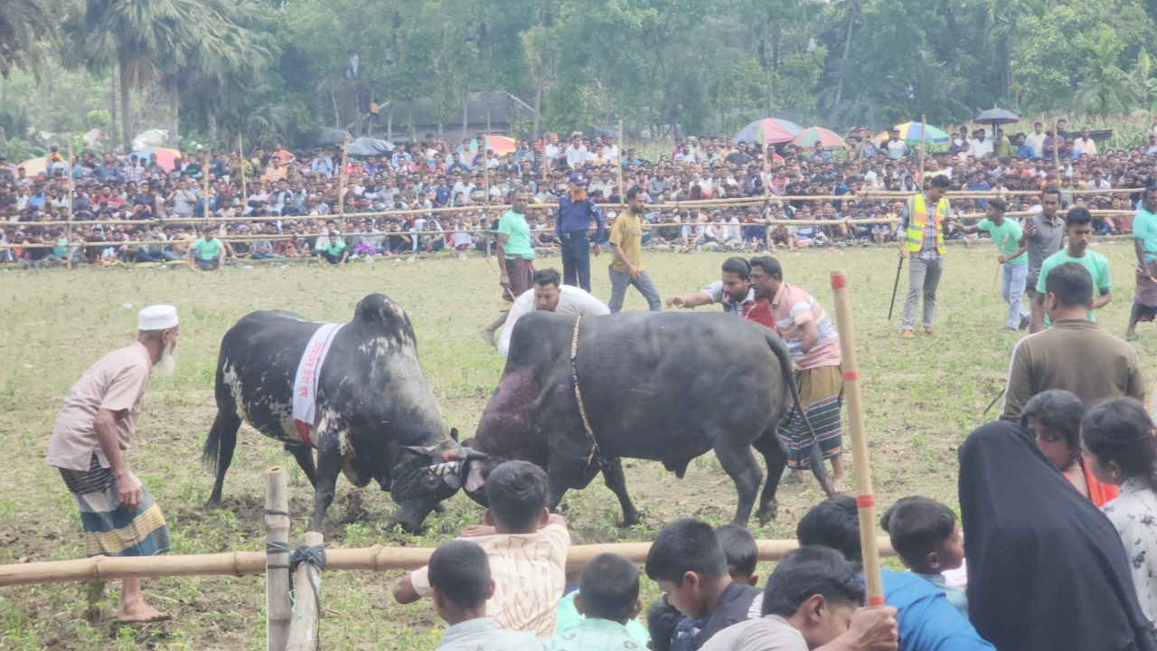 নড়াইলে ঐতিহ্যবাহী ষাঁড়ের লড়াই, দর্শনার্থীদের উপচে পড়া ভিড়