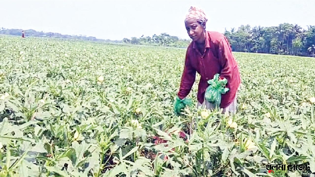 ঢ্যাঁড়স চাষে অর্থনৈতিক ভাবে ঘুরে দাঁড়াচ্ছে বটিয়াঘাটার কৃষকরা