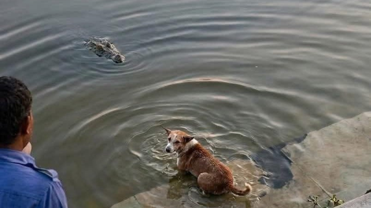 বাগেরহাটে মাজার সংলগ্ন দিঘির ঘাট থেকে কুকুরকে ধরে নিয়ে গেল কুমির