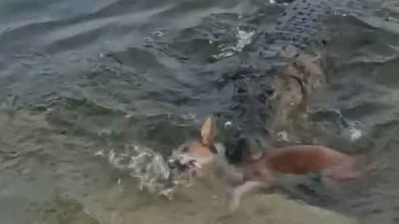 মাজারে কুমিরের আক্রমণে মারা যাওয়া কুকুরটি জলাতঙ্ক রোগে ভুগছিল