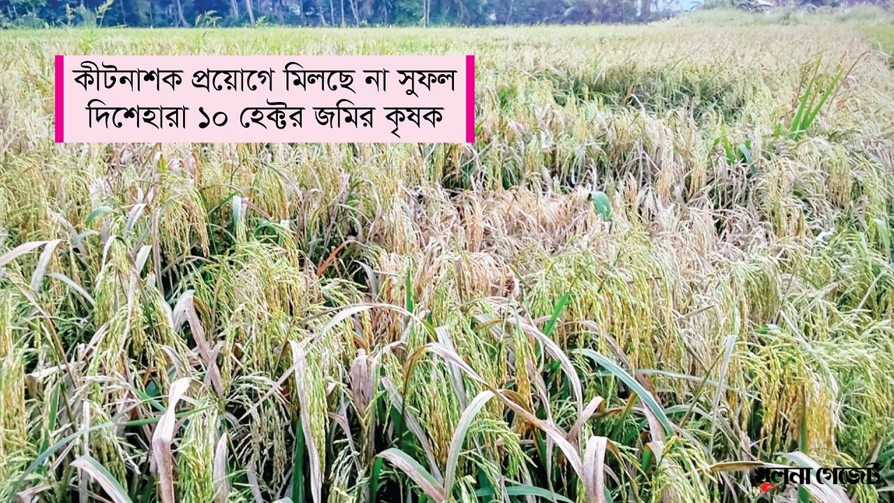 বোরো ধানে পেনিকেল ব্লাইট রোগ