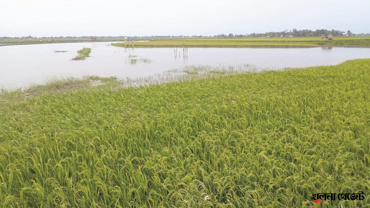 ঝুঁকিতে খুলনার বোরো ক্ষেত