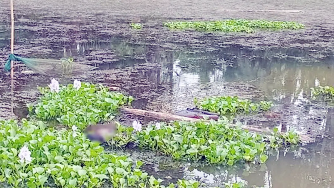 মহেশপুর সীমান্তে ৭২ ঘণ্টায় দুই মরদেহ উদ্ধার