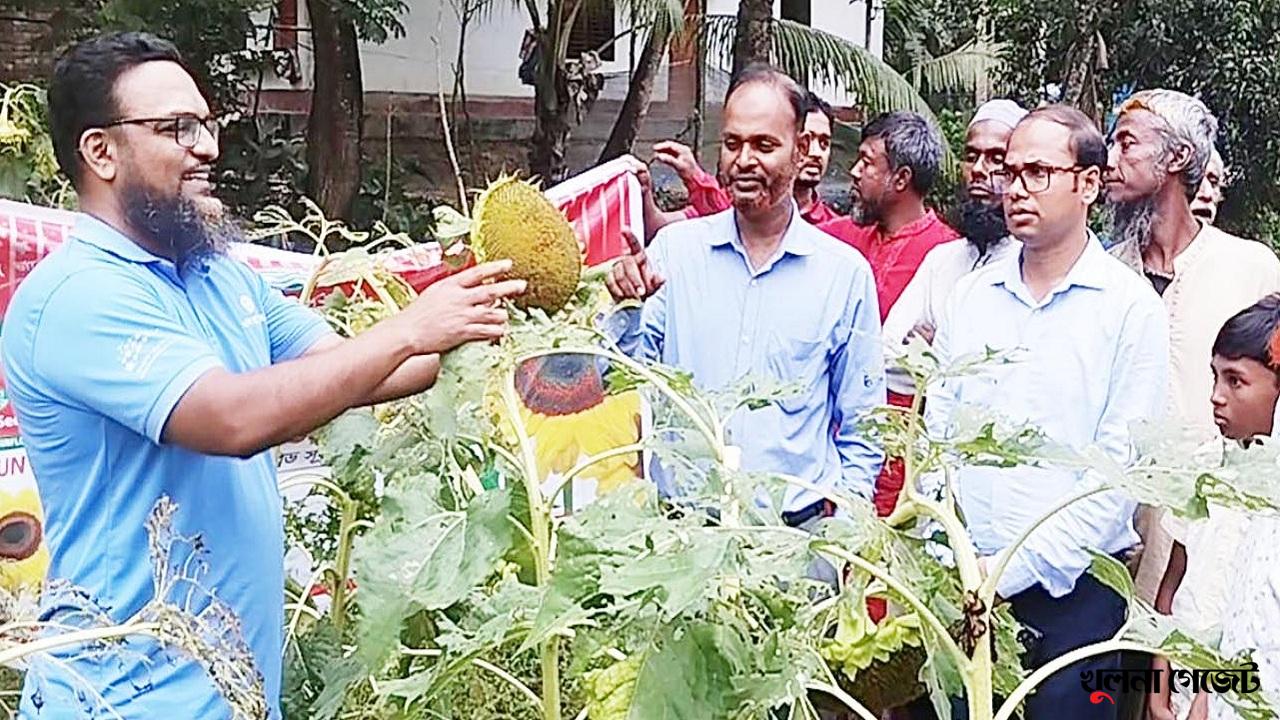 হাইসান-৩৬ সূর্যমুখী ভোজ্য তেলের চাহিদা পূরণে সহায়ক হবে