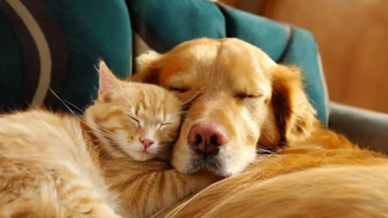 পশু কামড় বা আঁচড় দিলে কী হয়, কখন টিকা নিতে হবে, জানালেন চিকিৎসক