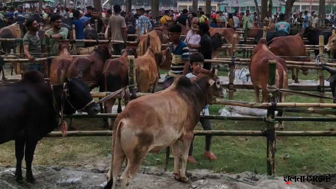 কেসিসির জোড়াগেট হাটে এবার রেকর্ড বিক্রি, রাজস্ব আদায় সোয়া ২ কোটি টাকা