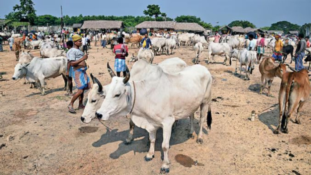 গরু কোরবানিতে শুভেন্দুর ফাঁদে পা দিলেন না মুসলিমরা, কোটি কোটি টাকার ব্যবসায়িক ক্ষ‌তি