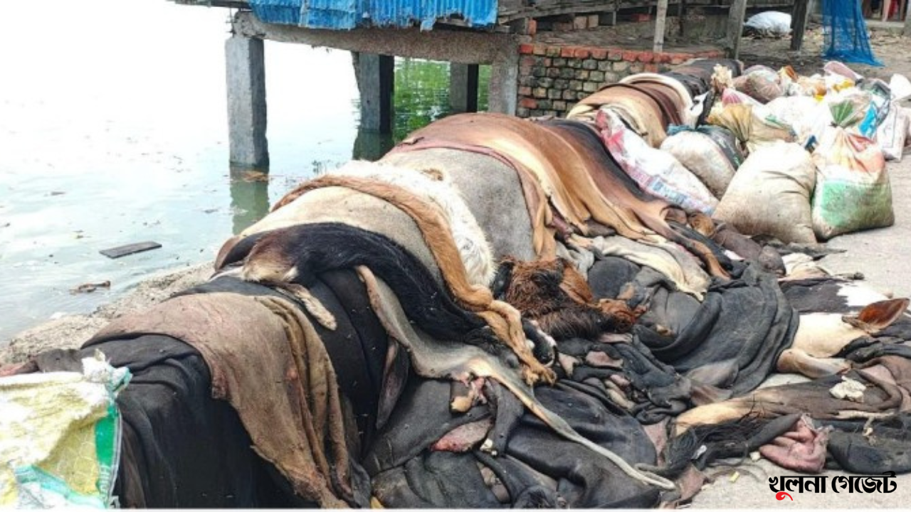 সাতক্ষীরা জেলা জুড়ে চামড়ার বাজারে ধস, ক্রেতার অভাবে মাটিতে পুঁতে ফেলার হিড়িক