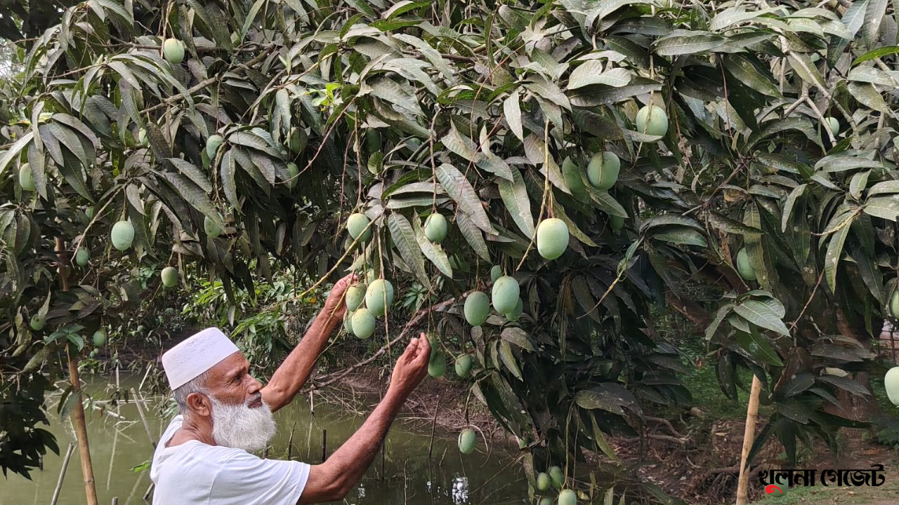 ৩৯ বিঘার বাগানে ১২’শ গাছে আমের বাম্পার ফলন, ২০ লাখ টাকা বিক্রির আশা
