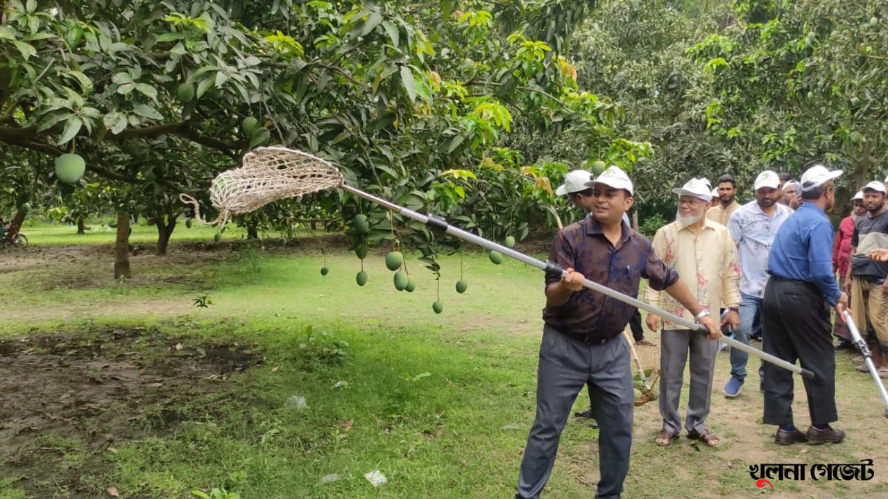 ক্যালেন্ডার অনুযায়ী প্রথম পর্যায়ে বাজারে উঠতে শুরু করেছে সাতক্ষীরার সুস্বাদু আম
