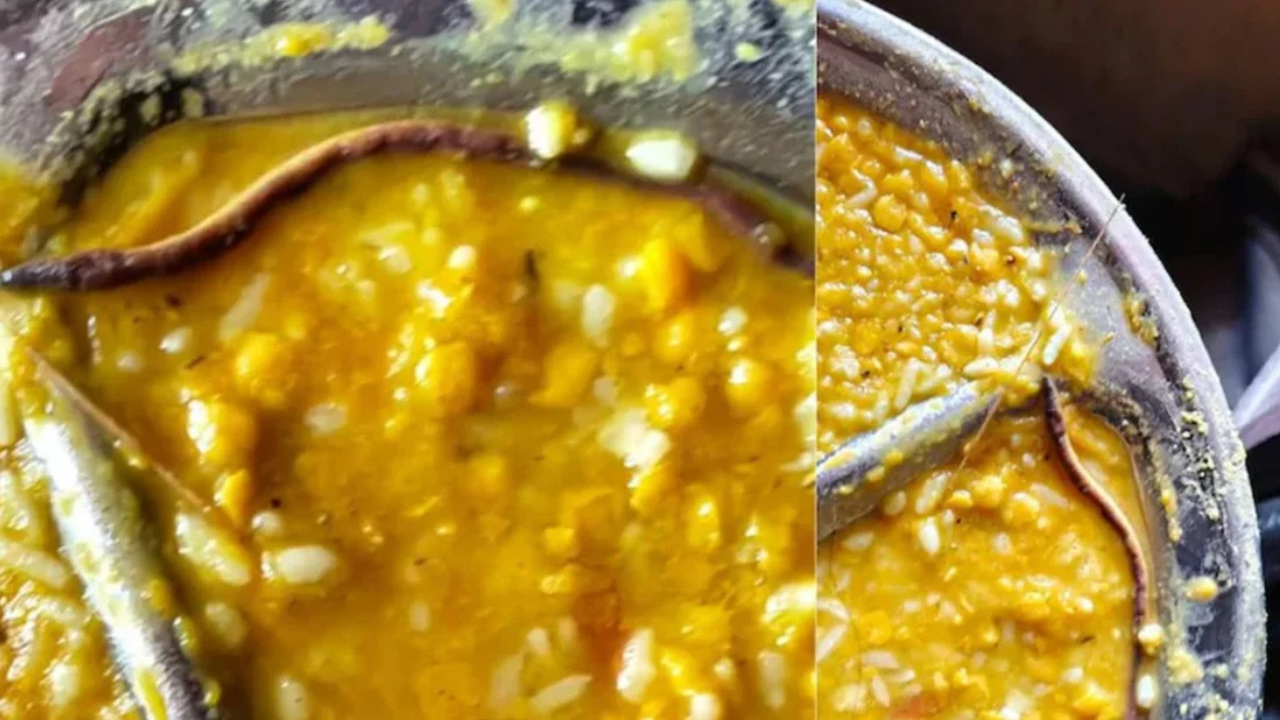 স্কুলের খাবারে মিললো ‘মরা সাপ’, হাসপাতালে শতাধিক শিক্ষার্থী