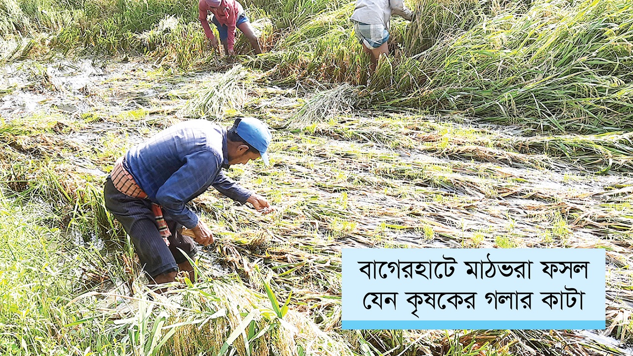 খেতেই চারা গজিয়েছে পাকা ধানে